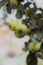 Stained organic green apples and aplle tree leafs