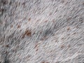 Staining spots on the fur of an older appaloosa mare. Head of herd Royalty Free Stock Photo