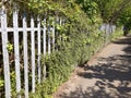 Spiked Stainless Steel Fence Slowly Being Overgrown