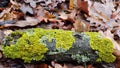 Stains of bright green moss on brown tree bark of weathered wood log