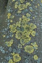 Stains of yellow and blue lichens on tree bark Royalty Free Stock Photo