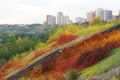 Stair in autumn bush Royalty Free Stock Photo