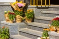 Autumnal chrysanthemums in pots at a stairway steps. Potted mums flowers outdoor Royalty Free Stock Photo