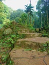 Stair in nature, jungle, forest, ancient kingdom ruins, jungle