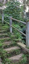 Stair and railing bridge in the forest