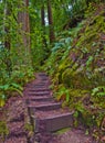 Stair Steps through the Redwoods Royalty Free Stock Photo