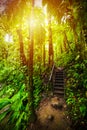 Staircase in Basse Terre jungle at sunset Royalty Free Stock Photo