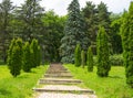 Staircase in the city park among long cypress trees, thuja alley