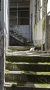 A staircase is covered in moss and is in a dilapidated building Royalty Free Stock Photo