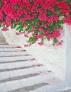 Staircase with a flowers Royalty Free Stock Photo