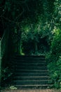 staircase in the forest with green Leafs in vintage style Royalty Free Stock Photo