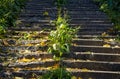 The Old Stairs Overgrown With Grass