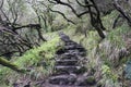 staircase in the madeira wild nature