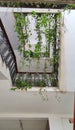 Staircase and moneyplant vine Royalty Free Stock Photo