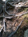 Staircase of roots. Siberian patterns of nature, Irkutsk. Siberia