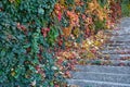 Staircase with stone steps in autumn park. Bright red leaves of maiden grapes Royalty Free Stock Photo