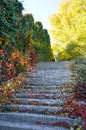 Staircase with stone steps in autumn park. Bright red leaves of maiden grapes Royalty Free Stock Photo