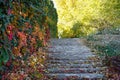 Staircase with stone steps in autumn park. Bright red leaves of maiden grapes Royalty Free Stock Photo