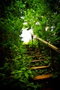 Staircase in a thicket