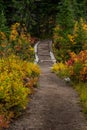 Staircase on Wide Dirt Trail Through Forest Royalty Free Stock Photo
