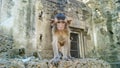 Staring monkey at ancient city in Thailand Royalty Free Stock Photo