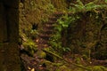 Stairs of an ancient stone construction in a mossy forest Royalty Free Stock Photo