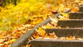 Stairs covered with leaves. Royalty Free Stock Photo