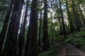 Stairs crossing Coastal Redwood Forest at Muir Woods Royalty Free Stock Photo