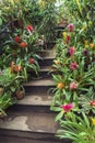 stairs decorated with tropical plants guzmania lingulata Royalty Free Stock Photo