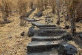 Stairs in dry bamboo forest