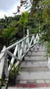 Stairs in an exotic forest