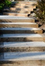 Stairs between ferns at Sammamish Landing