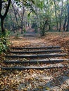 Stairs in the forest , autumn time Royalty Free Stock Photo