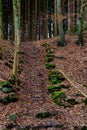 Stairs in the forest framed by mossy stones