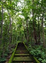 Stairs in the forest with green moss rising Royalty Free Stock Photo