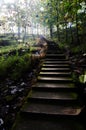 stairs in the forest and light in the distance