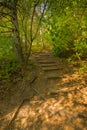 Stairs in the forest, nice colors, trees and grass in autumn, magical soft colors Royalty Free Stock Photo