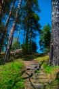 Stairs, forest Royalty Free Stock Photo