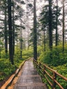 Stairs through forest on Mount Emei