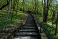 Stairs in the forest.