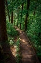 Stairs going down through the woods Royalty Free Stock Photo