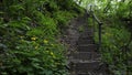 Stairs in the green forest leading to the top