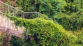 Stairs invaded by the green