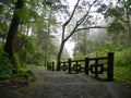 Stairs leading down hill in a green misty forest