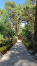 Stairs leading to shady trees