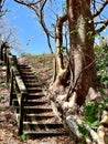 Stairs on a nature trail calusa Indian mound pine island Florida