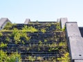 The stairs on the old building are overgrown with grass Royalty Free Stock Photo
