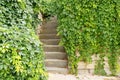 Stairs overgrown with clusters of green wild grapes.