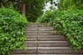 Stairs overgrown with grapevine Royalty Free Stock Photo