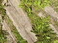 The stairs are overgrown with grass from old age. old house, path hidden behind weeds. wild plants make their way through wooden